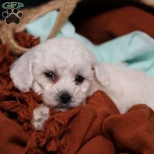 Jasper, Bichon Frise Puppy